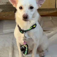 سگ اصیل شیواوا