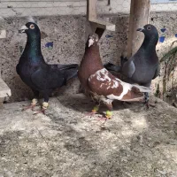 ۳تا پلنگ سرخ سیاه