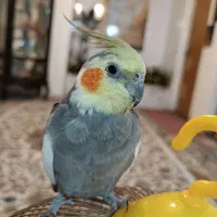 عروس هلندی گمشده|حیوانات|شیراز, کوشک میدان|دیوار