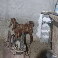 پازن و تیشتر|حیوانات مزرعه|چغادک, |دیوار