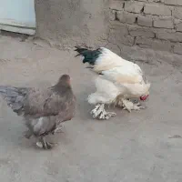 خروس و مرغ برهما