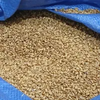 گندم بوجاری