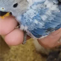 جوجه طوطی برزیلی