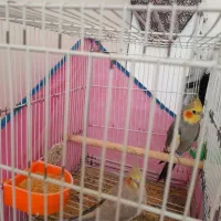 دوتا عروس هلندی نرماده سالم|پرنده|تربتحیدریه, نواب صفوی|دیوار