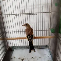سهره قواره دار رنگ روشن