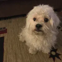 سگ شیتزو تریر واگذاری