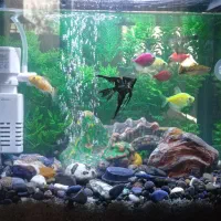 آکواریم اقتصادی