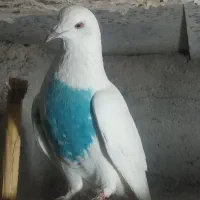 کبوتر پرشی
