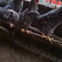 خروس پلیموت راک آمریکایی اصل|حیوانات مزرعه|عجب شیر, |دیوار