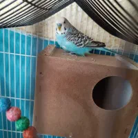 مرغ عشق|پرنده|گلبهار, شهر جدید گلبهار|دیوار