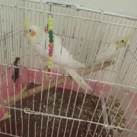 طوطی|پرنده|تهران, شهید اسدی|دیوار