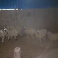 فروش بره