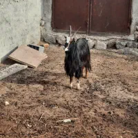 بز داشتی|حیوانات مزرعه|دماوند, دماوند|دیوار