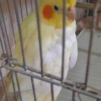 عروس هلندی نر