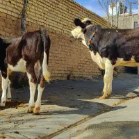 گاو شیری ۰۰۰