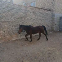 اسب|اسب و تجهیزات اسبسواری|میبد, |دیوار