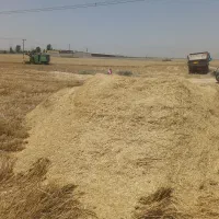 کاه