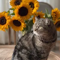 واگذاری گربه بریتیش چینچیلا|گربه|تهران, درکه|دیوار