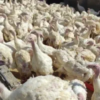 بوقلمون پرورشی