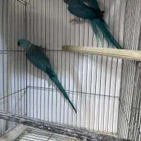 ملنگو رنگی همه رنگ راهب خورشیدی گرین|پرنده|شیراز, شهرک گلها|دیوار