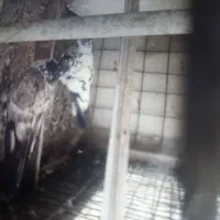 کبوتر پروازی