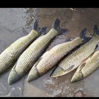 ماهی سفید علفخوار(جلبک یونجه) بدون تیغ کپور|ماهی|اصفهان, ملاصدرا|دیوار