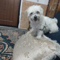 سگ شیتزو