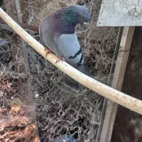 ی جفت کفتر با جوجه فروش نقد و معاوضه|پرنده|تهران, کرمان|دیوار