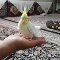 جوجه عروس|پرنده|سمنان, |دیوار