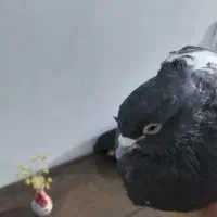 کبوترکله|پرنده|شیراز, فاضل|دیوار