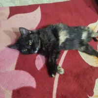 واگذاری رایگان گربه