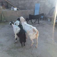۷مال ۴راس بزغاله نروماده۲بزپاکستانی۱بزغاله نر|حیوانات مزرعه|کاشان, مشکات|دیوار