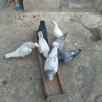 واگذاری حیوان
