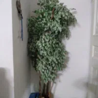 درختچه، اینه و میز ،ماشین ضرف شویی،