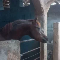 کره نریان عرب یکسر|اسب و تجهیزات اسبسواری|مهریز, |دیوار