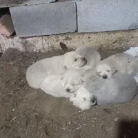 معاوضه توله پژدر ومادرشون