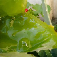 الوورا با برگهای سبز وسرحال و خاصیت درمانی|آرایشی، بهداشتی، درمانی|نهاوند, |دیوار