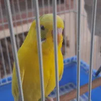 یک جفت مرغ عشق|پرنده|تهران, گلستان (شهرک راه آهن)|دیوار