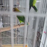 طوطی برزیلی|پرنده|رباط‌کریم, رباط‌کریم|دیوار