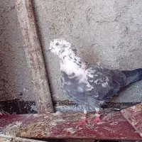 کفتر نر مست پرشی سوسگی