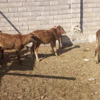 تعدادی گاو و گوساله