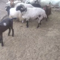 کره بره نری چاق