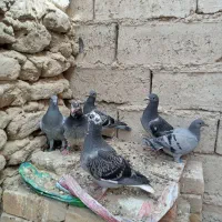 سه جفت جوجه نرمسافتی