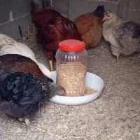مرغ و خروس