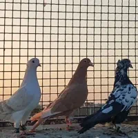 کفتر رنگه پرشی|پرنده|تربت‌حیدریه, بالا ولایت|دیوار