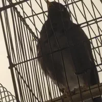 لوستر برنجی یک جفت