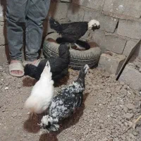 مرغ دورگه سلطانی