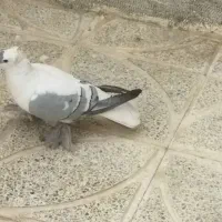 یک عدد کفترساتنی