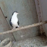 کبوتر|پرنده|پاکدشت, پاکدشت (مامازند)|دیوار