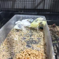 جفت مرغ عشق بهمراه چهار جوجه|پرنده|مشهد, شهرآرا|دیوار